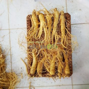 Sâm tươi Hàn Quốc 10 củ 1 kg
