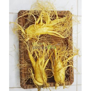 Sâm tươi Hàn Quốc 3 củ 1 kg