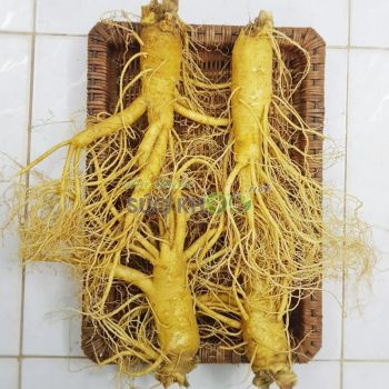 Sâm tươi Hàn Quốc 4 củ 1 kg