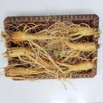 Sâm tươi Hàn Quốc 6 củ 1 kg