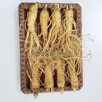 Sâm tươi Hàn Quốc 8 củ 1 kg