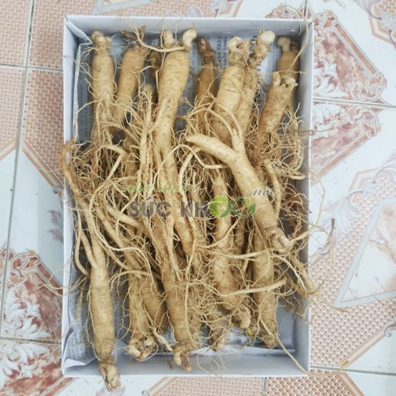 Sâm tươi Hàn Quốc 20 củ - 40 củ kg - Sâm tươi hầm gà