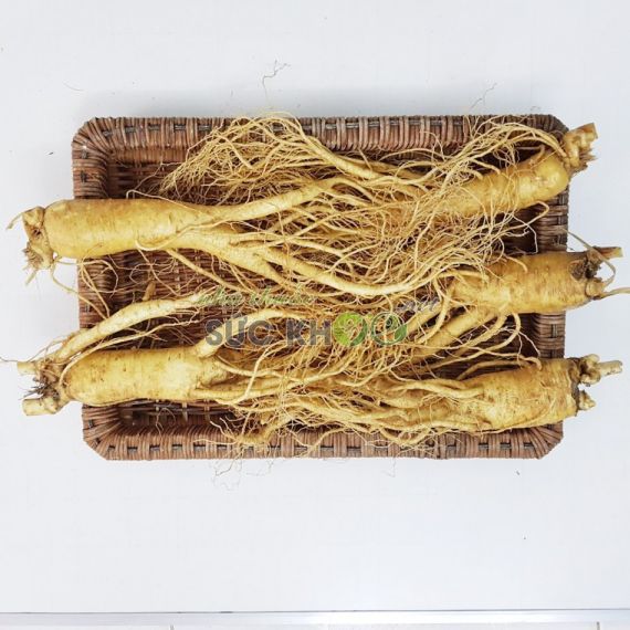 Sâm tươi Hàn Quốc 5 củ 1 kg